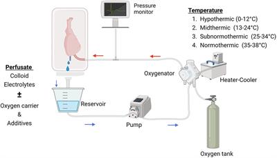 Review of machine perfusion studies in vascularized composite allotransplant preservation